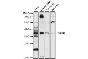 Western blot analysis of extracts of various cell lines, using OXGR1 antibody (ABIN7269133) at 1:1000 dilution. (OXGR1 antibody  (AA 50-150))