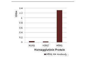 Image no. 2 for anti-Influenza Hemagglutinin HA1 Chain antibody (Influenza A Virus H5N1) (AA 17-338) (ABIN1107750) (Influenza Hemagglutinin HA1 Chain antibody (Influenza A Virus H5N1) (AA 17-338))