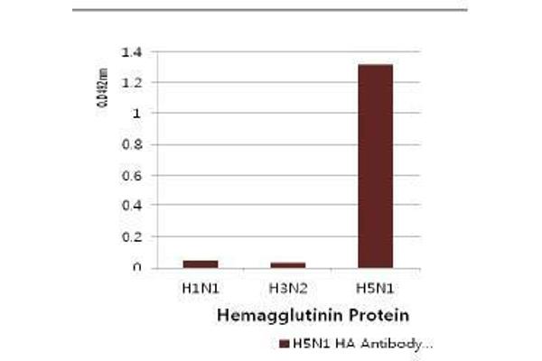 Influenza Hemagglutinin HA1 Chain 抗体 (Influenza A Virus H5N1) (AA 17-338)