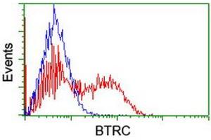Image no. 2 for anti-beta-Transducin Repeat Containing (BTRC) (AA 52-354) antibody (ABIN1491576) (BTRC antibody  (AA 52-354))
