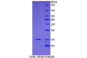 SDS-PAGE analysis of Mouse Galanin Protein.