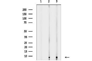 anti-ATP Synthase, H+ Transporting, Mitochondrial F0 Complex, Subunit E (ATP5I) (C-Term) antibody