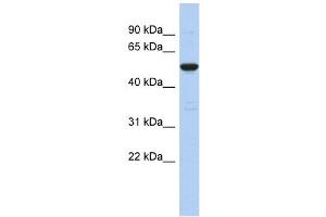 C9ORF75 antibody used at 1 ug/ml to detect target protein. (TPRN antibody  (Middle Region))