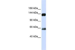 WB Suggested Anti-RAPGEF1 Antibody Titration: 0. (GRF2 antibody  (C-Term))
