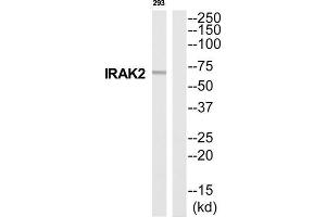 Western Blotting (WB) image for anti-Interleukin-1 Receptor-Associated Kinase 2 (IRAK2) (Internal Region) antibody (ABIN1852708) (IRAK2 antibody  (Internal Region))