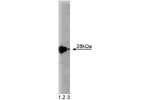 Western blot analysis of Ral A on a rat cerebrum lysate. (rala antibody  (AA 35-206))