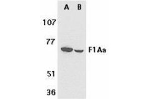 Western blot analysis of F1A alpha in mouse (A) and rat (B) liver tissue lysates with AP30325PU-N F1A alpha antibody at 1 μg/ml.