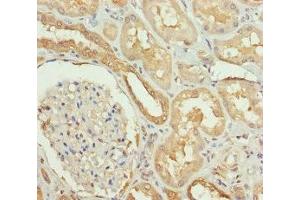 Immunohistochemistry of paraffin-embedded human kidney tissue using ABIN7169989 at dilution of 1:100 (Solute Carrier Family 34 (Type II Sodium/phosphate Contransporter), Member 1 (SLC34A1) (AA 1-103) antibody)