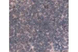 Figure. (MPG antibody  (AA 46-315))