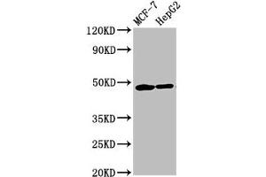 Western Blot Positive WB detected in: MCF-7 whole cell lysate, HepG2 whole cell lysate All lanes: CNNM3 antibody at 5. (Cyclin M3 antibody  (AA 358-645))