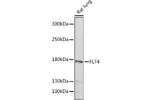Western blot analysis of extracts of Rat lung using FLT4 Polyclonal Antibody at dilution of 1:1000. (FLT4 antibody)