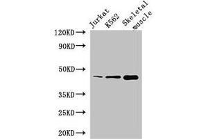 Western Blot Positive WB detected in: Jurkat whole cell lysate, K562 whole cell lysate, Mouse skeletal muscle tissue All lanes: MEIS1 antibody at 2. (MEIS1 antibody  (AA 1-90))