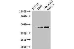 Western Blot Positive WB detected in: Jurkat whole cell lysate, K562 whole cell lysate, Mouse skeletal muscle tissue All lanes: MEIS1 antibody at 2.