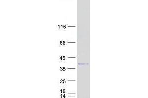 Validation with Western Blot (ING2 Protein (Myc-DYKDDDDK Tag))