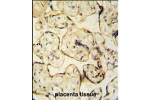 CLIC6 antibody immunohistochemistry analysis in formalin fixed and paraffin embedded human placenta tissue tissue followed by peroxidase conjugation of the secondary antibody and DAB staining. (CLIC6 antibody  (AA 539-565))