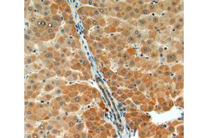 IHC-P analysis of liver tissue, with DAB staining. (Acetylcholinesterase antibody  (AA 366-554))