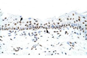 SFPQ antibody was used for immunohistochemistry at a concentration of 4-8 ug/ml to stain Squamous epithelial cells (arrows) in Human Skin. (SFPQ antibody)