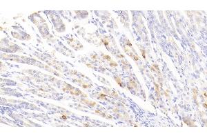 Detection of FCN1 in Mouse Stomach Tissue using Polyclonal Antibody to Ficolin 1 (FCN1) (FCN1 antibody  (AA 25-317))