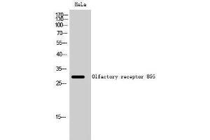 OR8G5 antibody  (Internal Region)