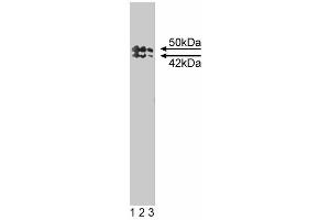 Western blot analysis of TIAR on a mouse macrophage cell lysate. (TIAL1 antibody  (AA 161-365))