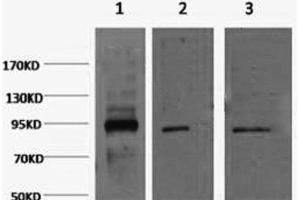 Western Blot analysis of 1) Hela, 2) Jurkat, 3) HepG2 cells using Oct-1/2 Monoclonal Antibody at dilution of 1:2000.