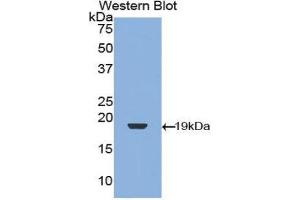 Western Blotting (WB) image for anti-Transforming Growth Factor, beta 1 (TGFB1) (AA 279-390) antibody (ABIN3209254) (TGFB1 antibody  (AA 279-390))