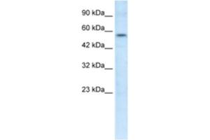Western Blotting (WB) image for anti-V-Ets erythroblastosis Virus E26 Oncogene Homolog 1 (Avian) (ETS1) antibody (ABIN2463784) (ETS1 antibody)