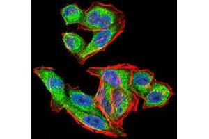 Immunofluorescence analysis of Hela cells using VEGFA mouse mAb (green).
