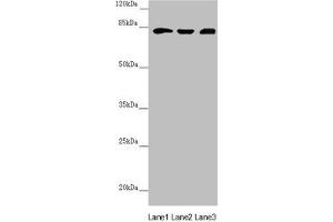 Western blot All lanes: HOOK2 antibody at 3. (HOOK2 antibody  (AA 440-719))
