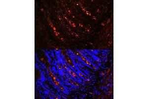 Immunofluorescence analysis of rat intestine using ITLN1 Rabbit pAb (ABIN6132446, ABIN6142601, ABIN6142602 and ABIN6223070) at dilution of 1:100 (40x lens). (ITLN1/Omentin antibody  (AA 19-313))