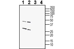 Western blot analysis of rat brain lysates (lanes 1 and 3) and mouse brain lysates (lanes 2 and 4):1-2.