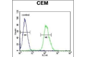 Tnks 2 Antibody (C-term) (ABIN651506 and ABIN2840268) flow cytometric analysis of CEM cells (right histogram) compared to a negative control cell (left histogram). (TNKS2 antibody  (C-Term))