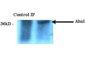 Immunoprecipitation analysis using Rat Anti-Aha1 Monoclonal Antibody, Clone 25F2. (AHSA1 antibody  (PE))