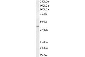 Western Blotting (WB) image for anti-Forkhead Box L2 (FOXL2) (C-Term) antibody (ABIN185040)