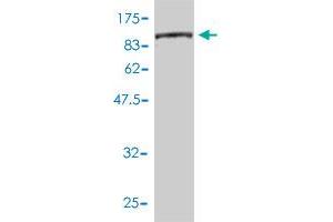 Western Blot detection against Immunogen (90. (CTP Synthase antibody  (AA 1-591))