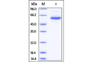 Human LAG-3, His Tag on SDS-PAGE under reducing (R) condition. (LAG3 Protein (AA 23-450) (His tag))