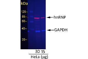 Western Blotting (WB) image for Rabbit anti-Mouse IgG (Heavy & Light Chain) antibody (DyLight 680) - Preadsorbed (ABIN7447080)