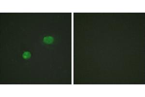 Peptide - +Immunofluorescence analysis of HeLa cells, using c-Jun (Ab-231) antibody. (C-JUN antibody)