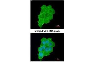 ICC/IF Image Immunofluorescence analysis of paraformaldehyde-fixed A431, using UFD1L, antibody at 1:200 dilution. (UFD1L antibody  (full length))