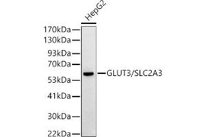 Western blot analysis of extracts of HepG2 cells, using GLUT3/SLC2 antibody (ABIN6134111, ABIN6147961, ABIN6147962 and ABIN6224173) at 1:500 dilution.