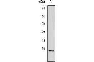 Western blot analysis of CG alpha expression in MCF7 (A) whole cell lysates.