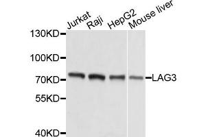 Western blot analysis of extracts of various cells, using LAG3 antibody. (LAG3 antibody)