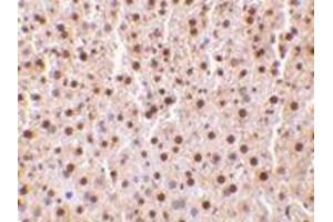Immunohistochemistry of TRAF2 in mouse liver tissue with this product at 10 μg/ml. (TRAF2 antibody  (C-Term))