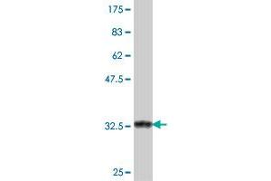 Western Blot detection against Immunogen (37 KDa) . (SREBF2 antibody  (AA 801-900))