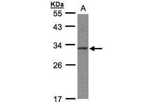 WB Image Sample(30 ug whole cell lysate) A:293T 12% SDS PAGE antibody diluted at 1:1000