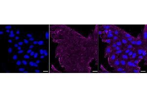 Immunocytochemical staining of HepG2 cells with Actin antibody (ABIN7797460), 1:1,000). (Recombinant Actin antibody)