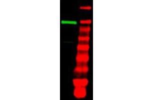 Western blot using  purified anti-Ubiquitin Activating Enzyme (E1) antibody shows detection of a band at ~118 kDa corres-ponding to UBE1 (lane 1 800 nm channel).