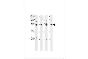 Western blot analysis in 293 cell line,human placenta,mouse brain and spleen tissue lysates (35ug/lane). (HINFP antibody  (AA 317-346))