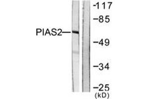 Western blot analysis of extracts from COS7 cells, using PIAS2 Antibody. (PIAS2 antibody  (AA 10-59))