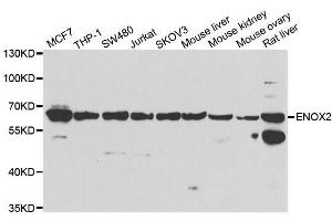 Western blot analysis of extracts of various cell lines, using ENOX2 antibody. (ENOX2 antibody  (AA 411-610))